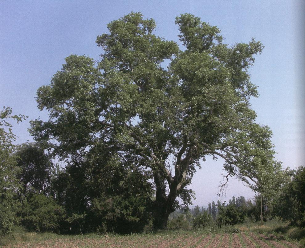 acerifolia (20-30m/