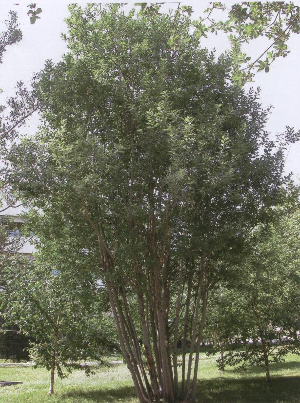 Badem yapraklı söğüt Salix triandra