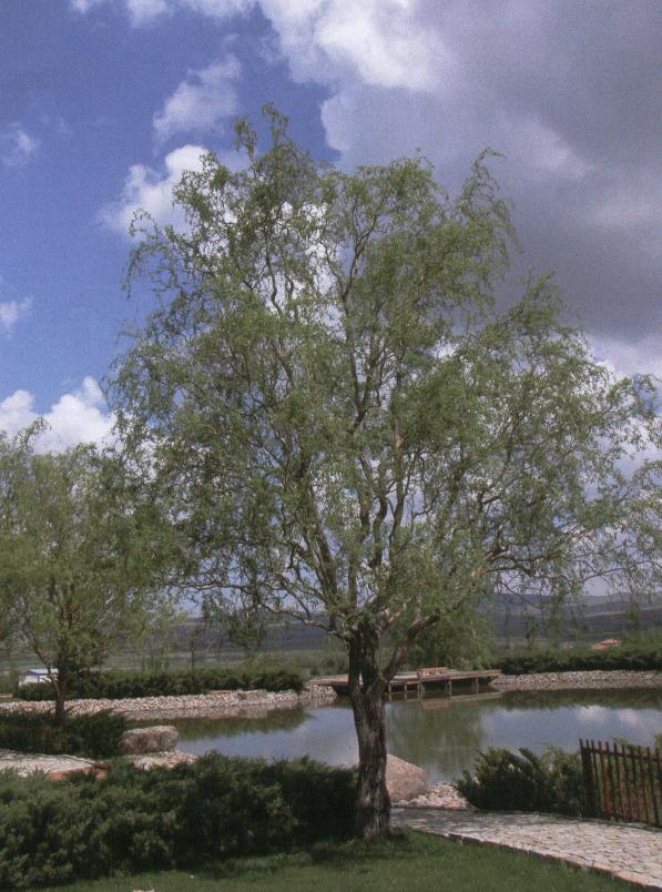 Keçi söğüdü Salix caprea (2-3m/