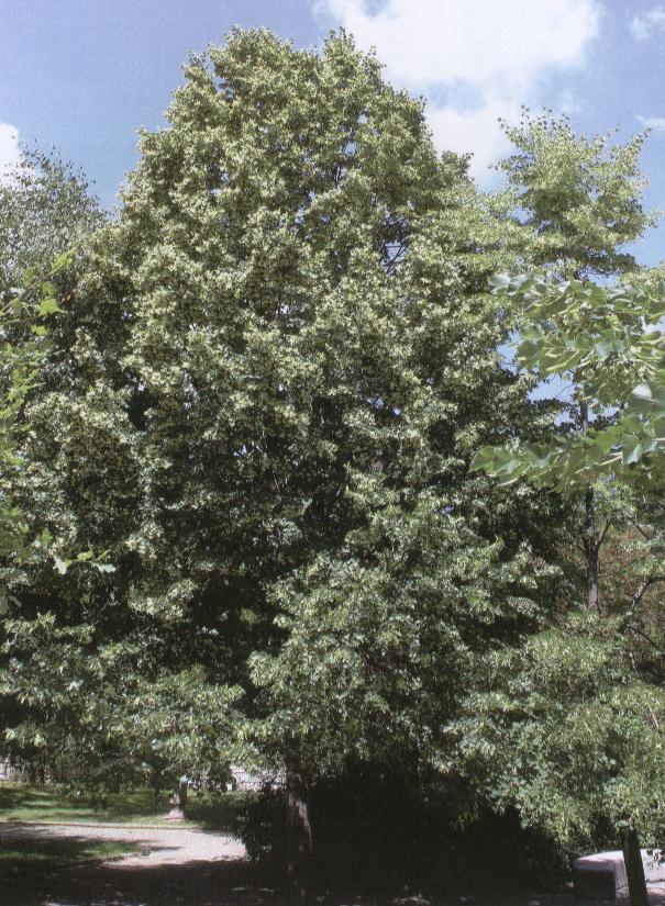 Boylu söğüt Salix excelsa (30m,
