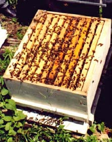 çerçeveye çakılan takozlara takılır. Önce saf ana arılar verilerek damızlık koloni elde edilir. Saf Kafkas Ana Arılar TEMA Vakfı desteği ile sadece Macahel Arıcılık A.Ş.