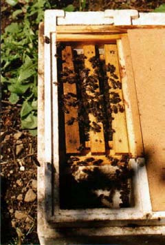 Kutuya yaşlı arılar alınırsa yaşlı arılar hem damızlık koloniye döneceği için kutudaki arılar azalacak hem de yaşlı arılar arı sütü ve mum salgılayamadıkları için bu küçük koloni ana arıyı