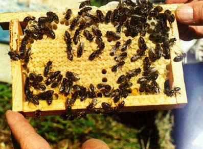 Arılıkta çiftleştirme kutuları Tüm Arılığı Damızlık Kolonilerin Irkına Dönüştürmek Birinci yıl üretilen kullanma melezi ana arılarla arılıktaki tüm kolonilerin ana arıları değiştirilir.