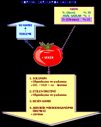 Çeşitli meyve ve sebzeler için kontrollü atmosferde depolama koşulları Ürün CO 2 (%) O 2 (%) Armut 1 2 Elma çeşitleri 1.