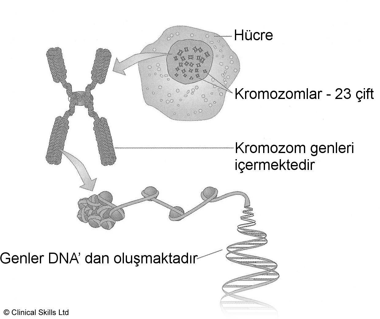 23 хромосомы у человека в клетках. Гены и хромосомы. ДНК И хромосомы. Ген хромосома ДНК.