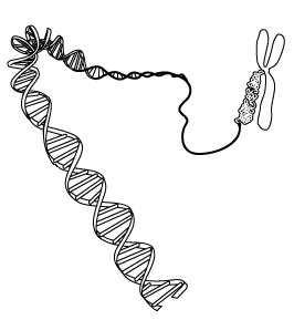 Örneğin, bir insan kromozomunda yer alan DNA moleküllerini düşünelim: