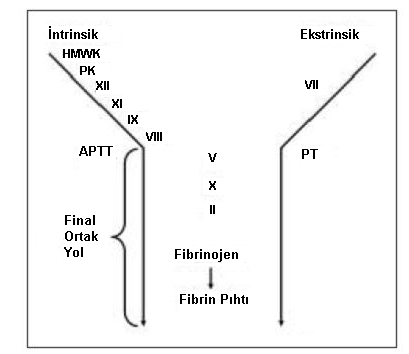 Şekil 4: Koagülasyon mekanizmasının şematik gösterimi. Faktör II, VII, IX ve X vitamin K ya bağımlı faktörlerdir. HMWK: high-molecular weight kininogen; PK: prekallikrein.