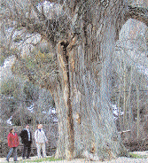 yaşlı ağaççıklar da, bilimsel açıdan ne denli önemli olursa olsun anıt ağaç sayılmazlar.