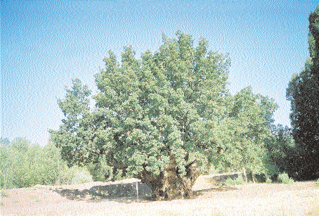 BAHÇIVANLIK EL KİTABI Restorasyonu yapılan Meşe ağacının bir yıl sonraki durumu Ağaç kovuklarının öncelikle