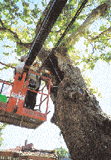 Restorasyonu İstanbul Büyükşehir Belediyesi tarafından yürütülen ağaç restorasyon çalışmaları takdir edilecek