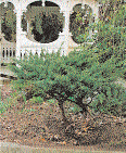 Genel olarak; Pinus, Abies, Picea, Pseudotsuga türleri düzenli dallananlar, Cedrus, Cupressus, Criptomeria, Chamaecyparis, Calocedrus, Larix, Taxodium,