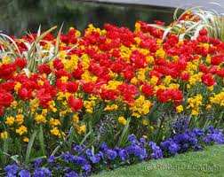 Selin A. : İlkbaharda yapraklar ve çiçekler açar. Arif Cem K. : Yaz mevsiminde çiçekler açar. Ege E.