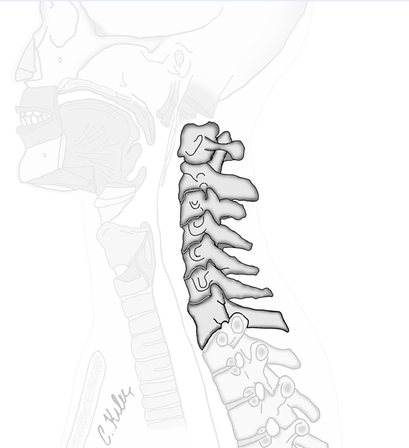 6 Servikal vertebralar Yedi tane servikal vertebra vardır. Birincisi atlas, ikincisi axis, yedincisi de vertebra prominenstir ve bu servikal vertebralar atipiktir.