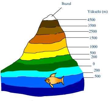 KAHVERENGĠ: Haritalarda yükseltileri(dağlari-tepelerġ) göstermek için kullanılır. YEġĠL RENK: Tabiatta yeşil olan her türlü detayı (orman, çalılık, meyvelik) göstermek için kullanılır.