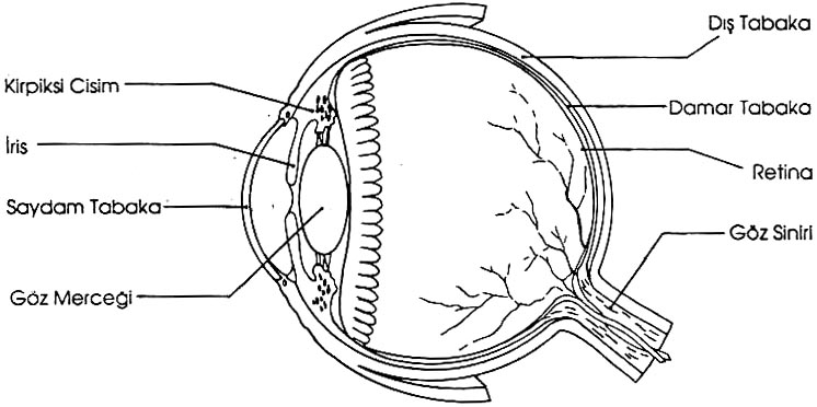 132 GÖRME ENGELLİ LER 5. Temel Kavramlar 5.1. Gözün Yapısı Gözler, burnun iki yanında kemiklerle çevrili göz çukurlarında ve göz kapakçıklarıyla örtülüdür. Göz üç tabakadan oluşmaktadır.