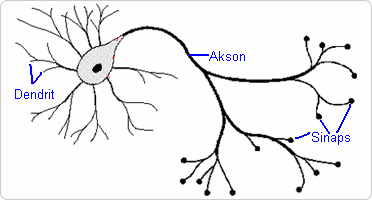 Yöntem Yapay Nöron Ağları-Çok Katlmanlı Perceptron(Multi Layer Perceptron-MLP) yöntemi, canlılardaki sinir hücrelerinden esinlerek oluşturulmuştur.