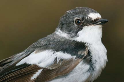 Maalesef ilk geri bildirim hüzünlü oldu; 12 Ekim 2006 da halkaladığımız bir öter ardıcın (Turdus philomelos), 24 Ekim de Güney Kıbrıs ta bir avcı tarafından