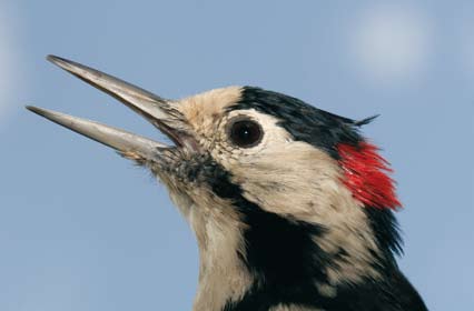 Bizi mutlu eden bir geri bildirim ise 2003 te İsrail Tel Aviv Üniversitesi nin halkaladığı bir step şahinini (Buteo buteo vulpinus) 13 Nisan 2007 de tekrar