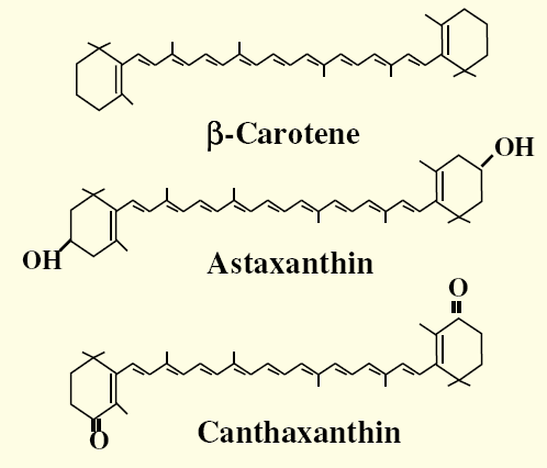 Karotenler (Provitamin) Doğada > 500 karotenoid % 10 < provitamin A aktivitesi b-karoten