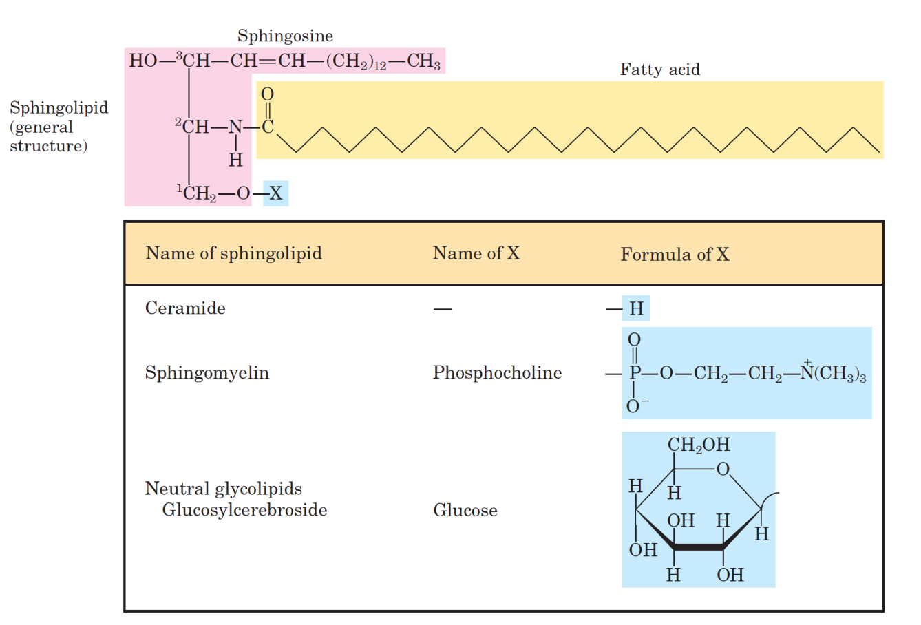 Sfingolipitler Sfingolipitler yapısal olarak tıpkı fosfogliseritler ve galaktolipitler gibi bir polar ve iki apolar grup içerirler. Ancak gliserol içermezler.