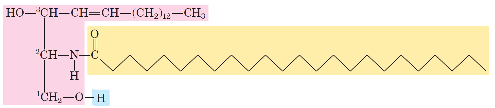 Sfingozin molekülünün C-1, C-2 ve C-3 karbonu yapısal olarak gliserolün üç karbonu ile analogdur.