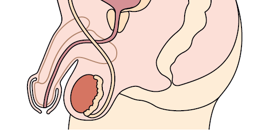 Genital organlar Penis Skrotum Seminal