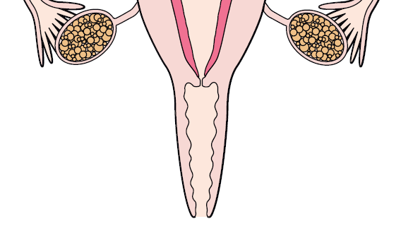 Genital organlar Falopian tübler