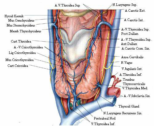 ekil 1.1: tiroit anatomisi Tiroit bezi lateralden sternokleidomastoid kas ve önden sternohiyoid ve sternotiroid kaslar ile örtülü durumdadr.