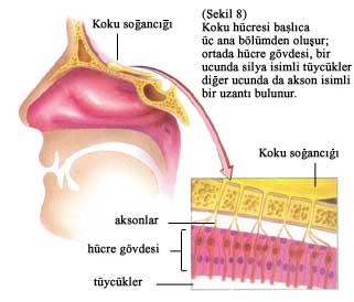 Koku alıcı hücreler aslında sinir hücreleridir. Bunlar bipolar nöronlardır. Dentritleri bir yumru halinde sonlanırlar. Bu yumrudan çıkan silyalar olfaktoryel mukozadaki mukus tabakasına uzanırlar.