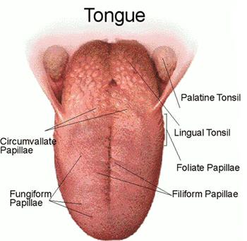 Dil üzerinde bu sinir uçlarının yoğunlaştığı tomurcuklara adı verilir.