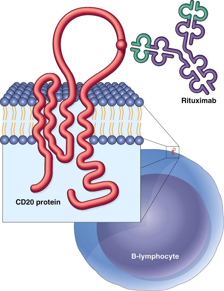 CD20 antigen - Hidrofobik 35 kd fosfoprotein - Sadece B hücrelerinde eksprese