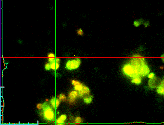 Bazal GnIH (1µM) 1,8 Floresan Oraný (340nm/380nm) 1,6 1,4 1,2 1,0 0,8 0,6 * 0,0 Bazal GnIH GnIH+Kisspeptin GnIH (1µM)+Kisspeptin