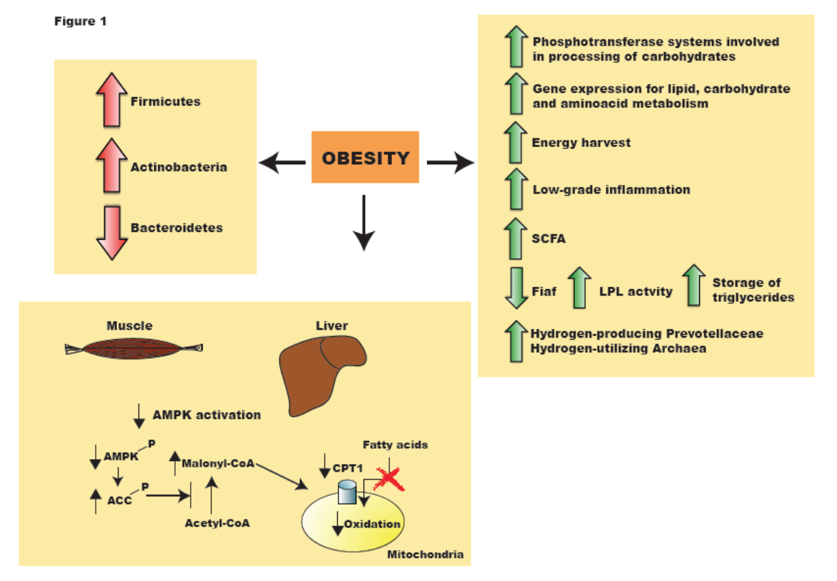 GUT MICROBIATA Ley, R.