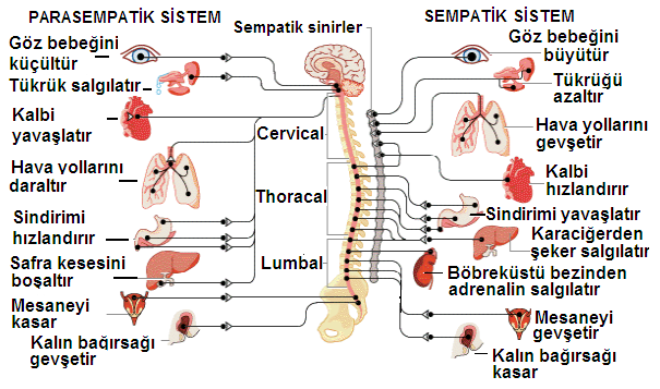 2.3. Otonom Sinir Sistemi (Visseral Vegetatif Sinir Sistemi) Otonom sinir sistemi; solunum, sindirim, metabolizma, sekresyon gibi önemli vücut fonksiyonlarını düzenler ve idare eder.