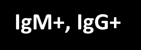 İmmün baskılanmış konak (AIDS, organ transplantasyonu vs) ELISA IgM ve IgG IgM+, IgG- IgM-,