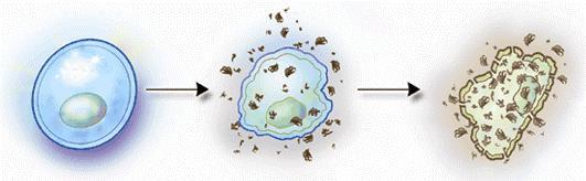 Oksidatif Stres Analiz Parametreleri Oksidatif stres ile birlikte oluşan ve reaktif oksijen türleri/metabolitleri olarak bilinen moleküller özellikle lipit, protein ve DNA gibi hücre bileşenlerine