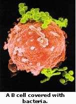 Y Y Vücudumuzda mikroplarla savaşan hücrelerden birisi de B hücresi dir. B hücresi kemik iliğinde üretilir. Kana karışıp vücutta dolaşarak, reseptörüne (kilitlerine) uygun antijen (anahtar) arar.