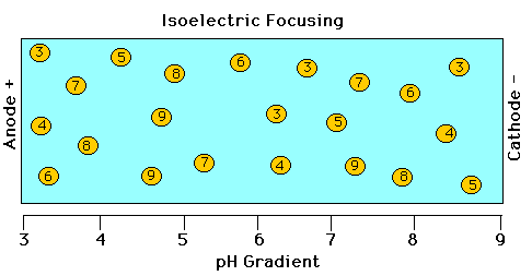 Đzoelektrik Odaklanma Klasik elektroforezden farklı olarak izoelektrik odaklama, proteinlerin bir ph gradientinde izoelektrik noktalarına göre ayrılması prensibine dayanır.