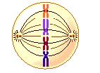 HÜCRE BÖLÜNMESİ VE KALITIM ÖDÜLLÜ ÜNİTE KAZANIM DEĞERLENDİRME TESTİ 1. Aşağıda verile deiz yıldızıdaki yeileme olayı ile 7.