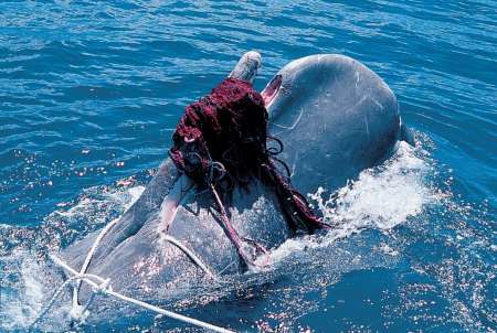 Bir Ege Macerası Balinayı Kurtarmak... TÜDAV a 21 Haziran 2002 tarihinde bir balinanın Fethiye açıklarında ağlara takıldığını ihbarı geldi.