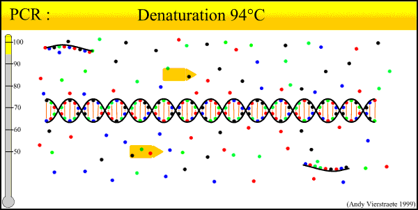 Amplifikasyon Yöntemleri «Polimarase chain reaction» (PCR) Nucleic Acid