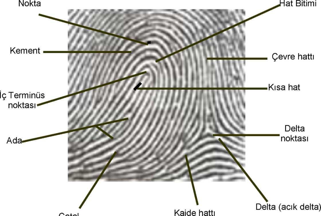 Parmak İzinin Genel Sınıflandırılması Parmak izleri; üzerlerinde bulunan delta sayılarına ve