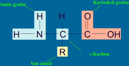 Aminoasitlerin Fiziksel ve Kimyasal Özellikleri Aminoasitlerinin yapısında bulunan amino (-NH2) ve karboksil (-COOH) grupları sulu çözeltilerinin asidik, bazik ya da amfoter karakter kazanmalarına
