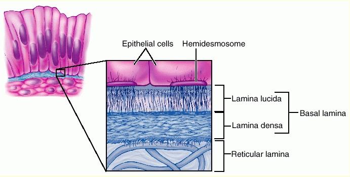 Bazal Lamina: Epitel hücrelerinin alt kısmındaki hücre dışı bir yapıdır.