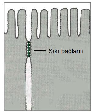 Sıkı Bağlantılar Sıkı bağlantılarda komşu hücrelerin zarları kaynaşmış haldedir, yani hücreler arasında aralık (hücrelerarası alan) yoktur.