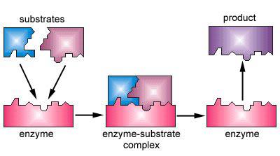 Bazı enzimler ise belirli hücrelerde bulunur. Örneğin Karaciğerde bulunan üreaz enzimi gibi. 10. Asıl yapısı proteindir. DNA daki şifrelere göre ribozomlarda sentezlenirler.