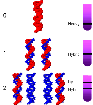 RNA (Ribo Nükleik Asit) Görevleri: DNA dan aldıkları genetik şifreye uygun olarak protein sentezinde görev alırlar.