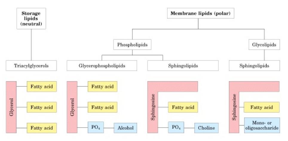 Gliserol Gliserol Sfingozin Sfingozin Lipidlerin sınıflandırılması Depo Lipidler (nötral) Membran Lipidleri (polar) Fosfolipidler Glikolipidler