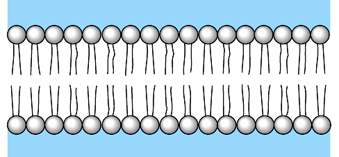 Bir hücrenin yüzeyinde fosfolipidler bir bilayer (iki tabakalı yapı) olarak dizilirler.