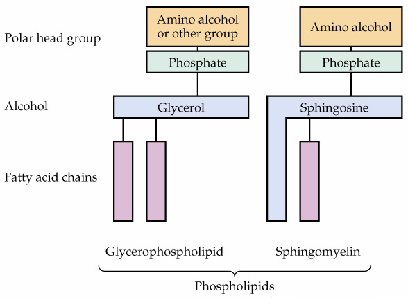 Fosfolipidler, molekül yapılarındaki alkol türüne göre fosfogliseridler (gliserofosfolipidler) ve